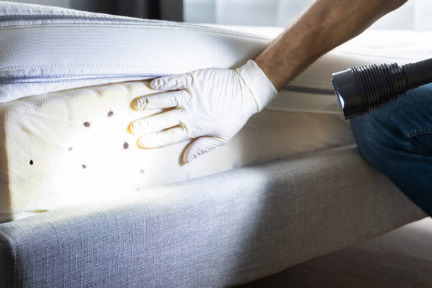 Best Termite Control Services  in Jefferson, TX