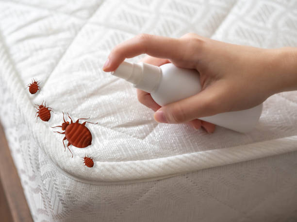 Best Flea Control Services  in Jefferson, TX